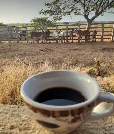 El café Venezolano