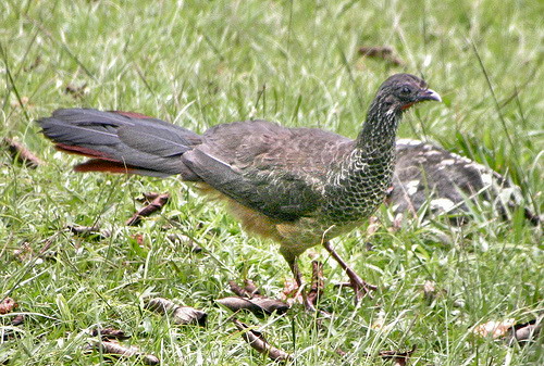 Guacharaca