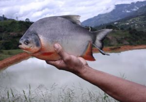 pescado