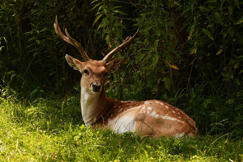 Venado