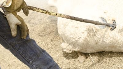 Herrado de ganado