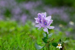Flor de Bora