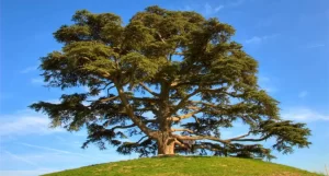 Arbol de cedro