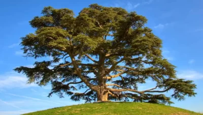 Arbol de cedro